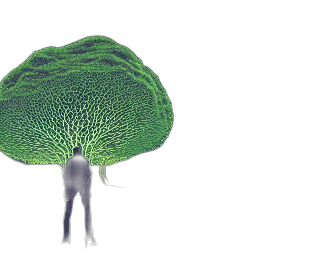 tree, hat, umbrella, crown transparent PNG cut-out