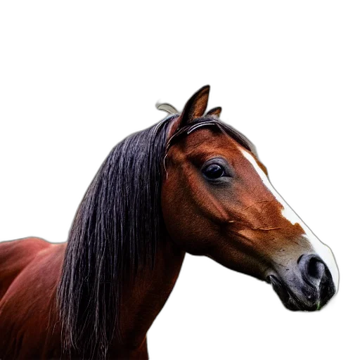 animal, hair, hat, creature transparent PNG cut-out