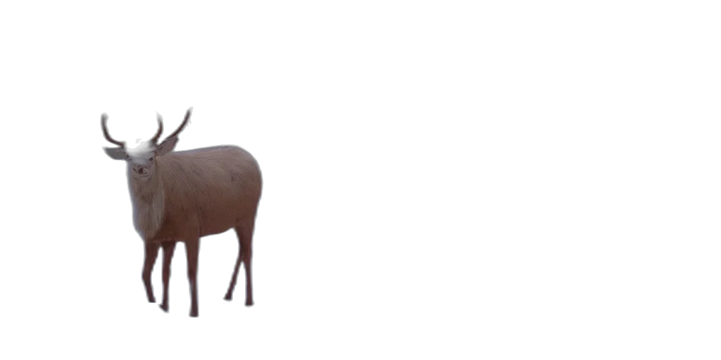 animal, creature, furniture, crown transparent PNG cut-out