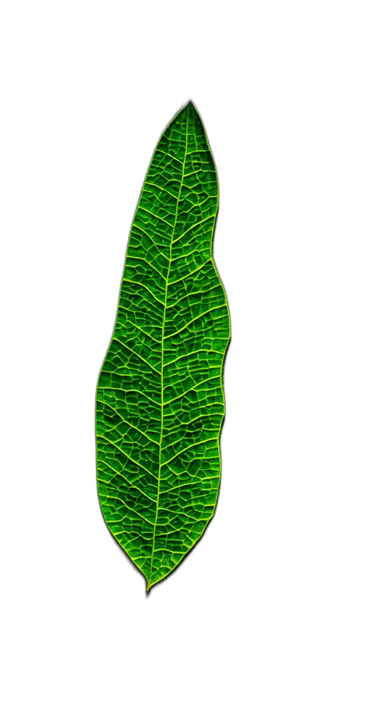 staff, tree, crown, jewelry transparent PNG cut-out