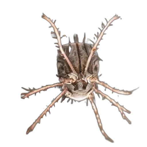 crown, creature, animal, hair transparent PNG cut-out