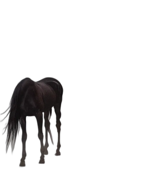 animal, hair, creature, hat transparent PNG cut-out