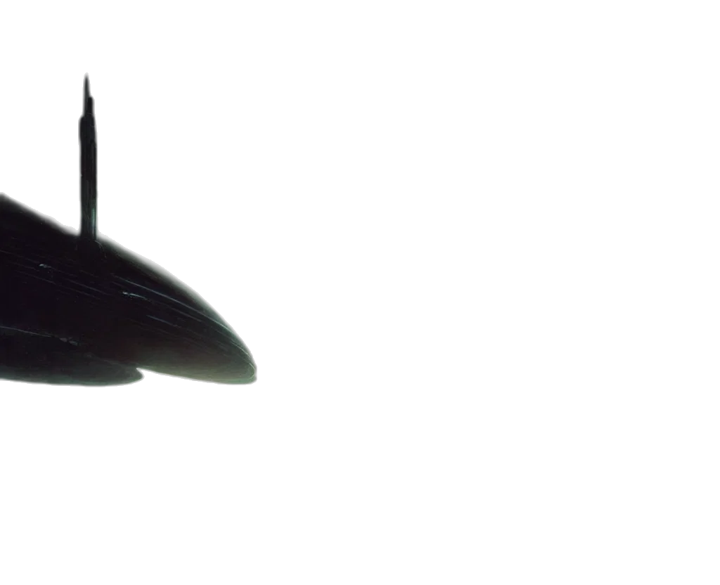 weapon, animal, hat, sword transparent PNG cut-out