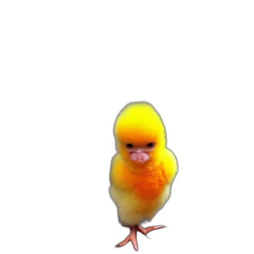 animal, creature, face, food transparent PNG cut-out