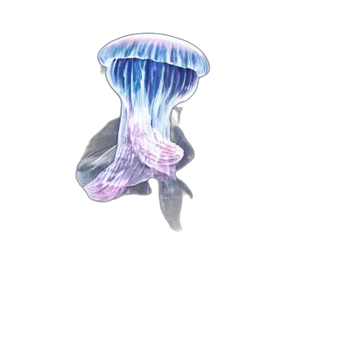 umbrella, hat, crown, flower transparent PNG cut-out