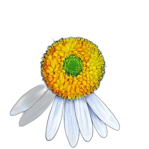 flower, crown, jewelry, staff transparent PNG cut-out