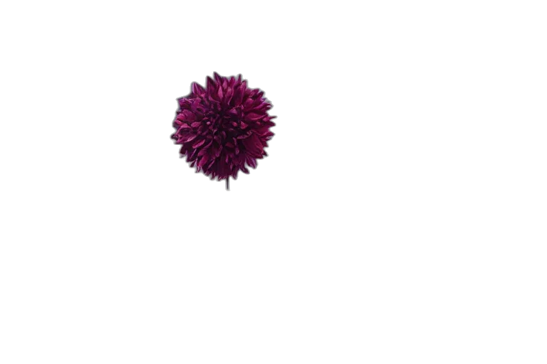 flower, hair, umbrella, crown, 3d render, photorealistic, pixel art, concept art transparent PNG cut-out