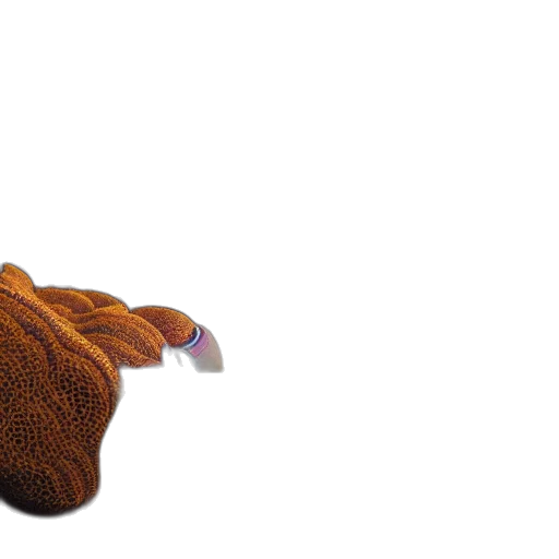 hat, shoes, staff, hair transparent PNG cut-out