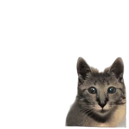 animal, creature, face, hat transparent PNG cut-out