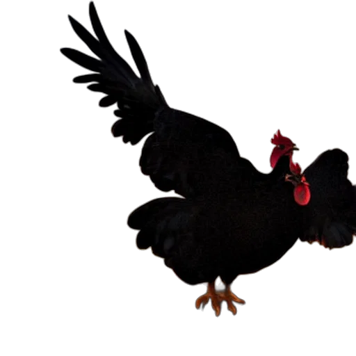 animal, food, creature, jewelry transparent PNG cut-out