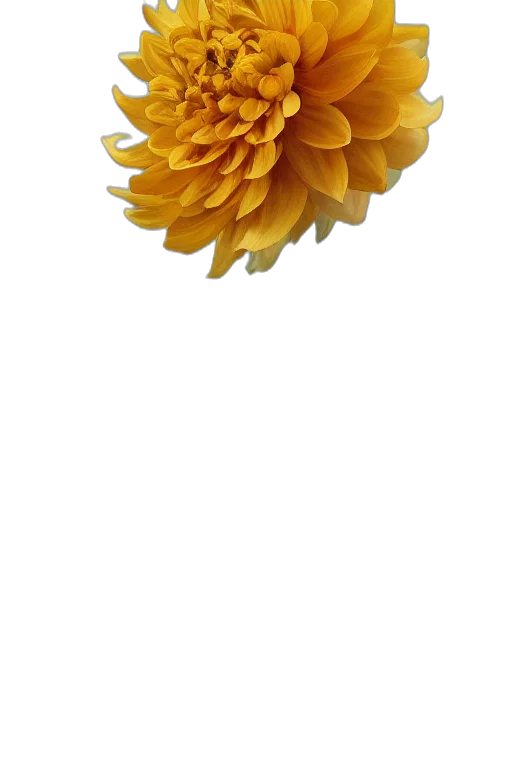 flower, crown, jewelry, umbrella, 3d render, photorealistic, concept art, pixel art transparent PNG cut-out