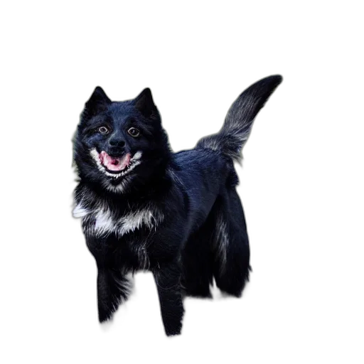 animal, creature, staff, dragon transparent PNG cut-out