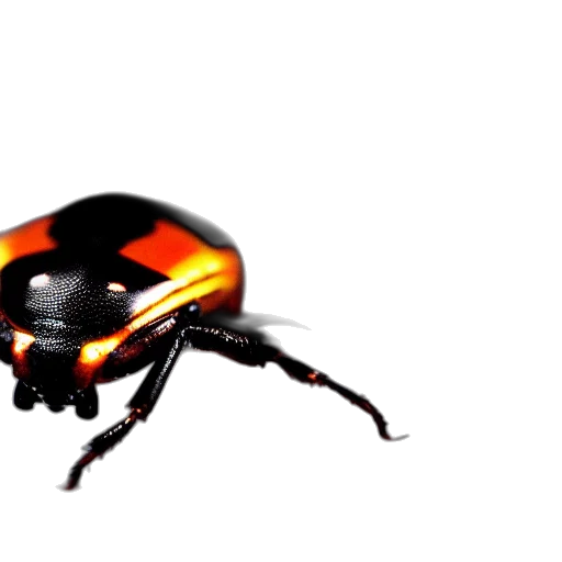animal, creature, robot, weapon transparent PNG cut-out
