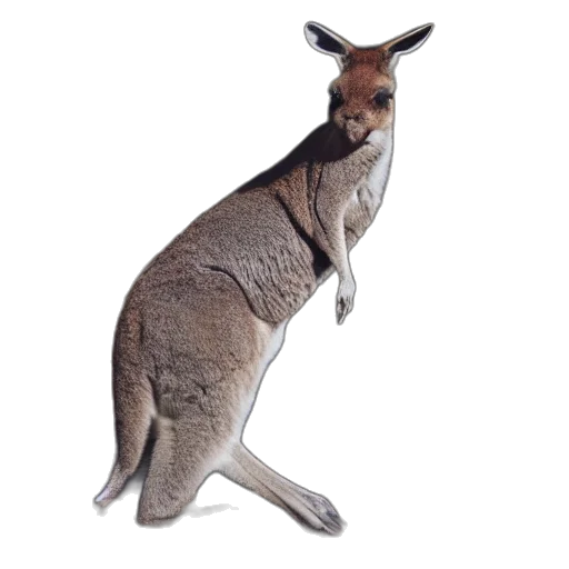 animal, creature, staff, hat transparent PNG cut-out