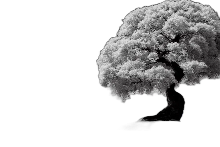 tree, crown, hair, face, photorealistic, pencil sketch, concept art, 3d render transparent PNG cut-out