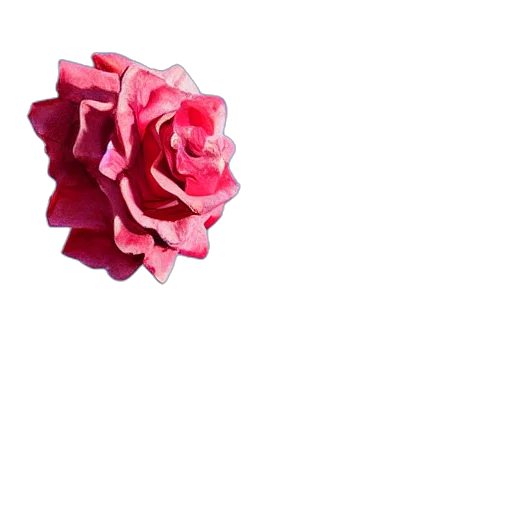 flower, crown, jewelry, umbrella transparent PNG cut-out
