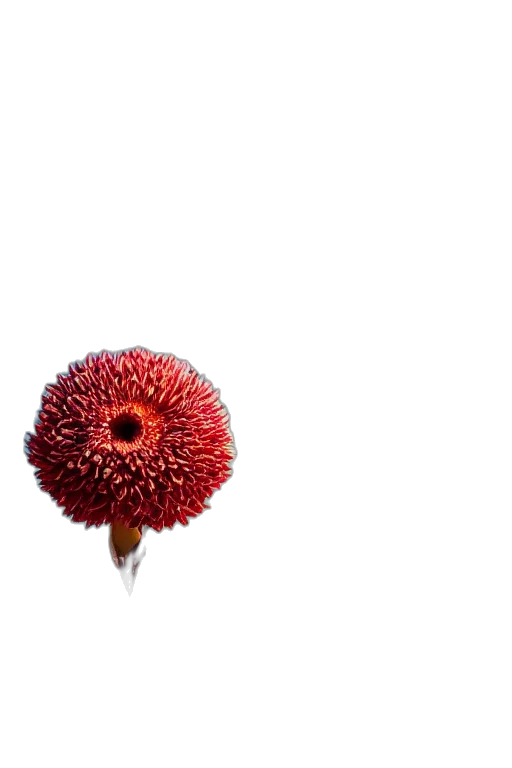 flower, umbrella, crown, staff, 3d render, photorealistic, concept art, outer space transparent PNG cut-out