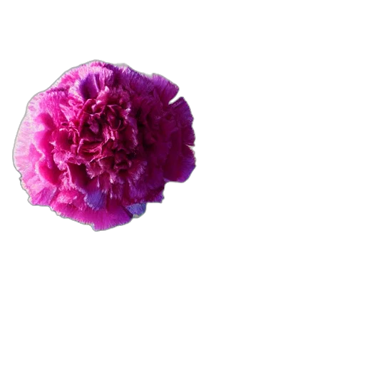 flower, crown, umbrella, jewelry transparent PNG cut-out