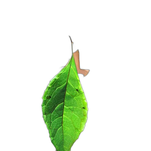 staff, tree, food, animal transparent PNG cut-out