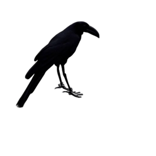 animal, staff, creature, umbrella transparent PNG cut-out