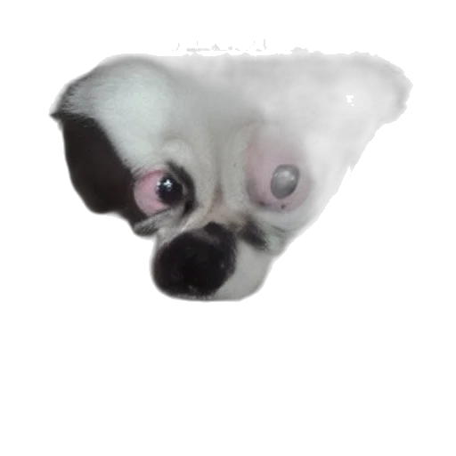 creature, animal, face, mask transparent PNG cut-out