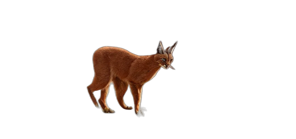 animal, creature, staff, hair transparent PNG cut-out
