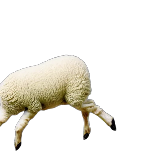animal, creature, dress, food transparent PNG cut-out