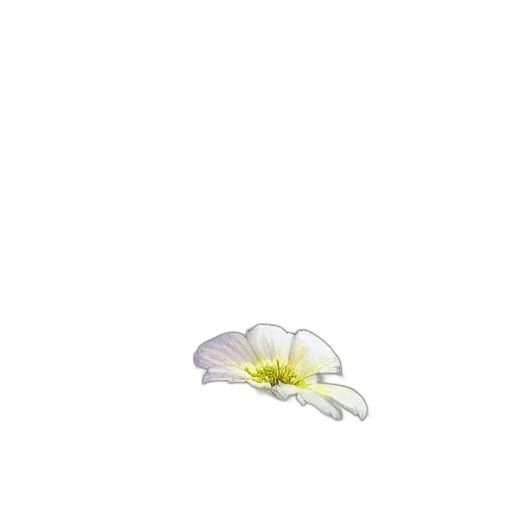 flower, crown, weapon, hat transparent PNG cut-out
