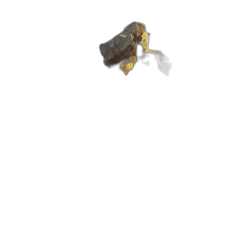 animal, creature, food, jewelry transparent PNG cut-out