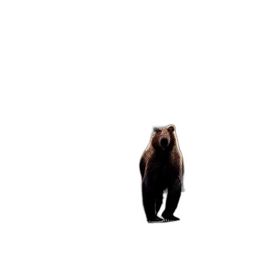 animal, creature, face, hair transparent PNG cut-out