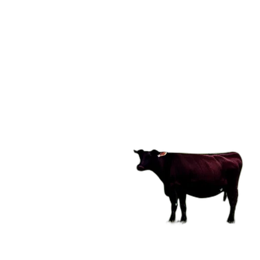 animal, food, creature, car transparent PNG cut-out