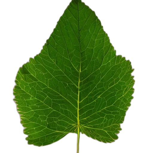 tree, crown, flower, food transparent PNG cut-out