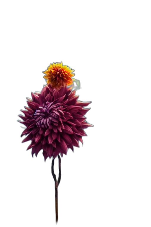 flower, crown, staff, umbrella, 3d render, photorealistic, concept art, watercolor transparent PNG cut-out