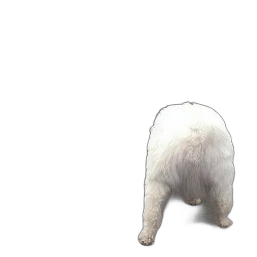 animal, hair, creature, staff transparent PNG cut-out