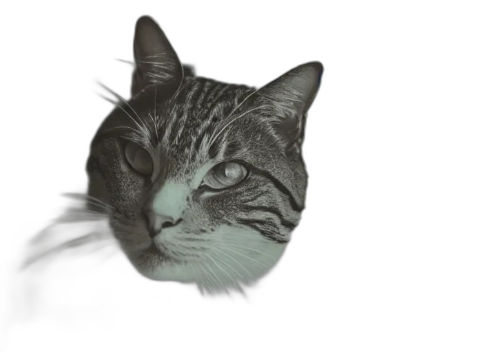 animal, face, creature, hat transparent PNG cut-out
