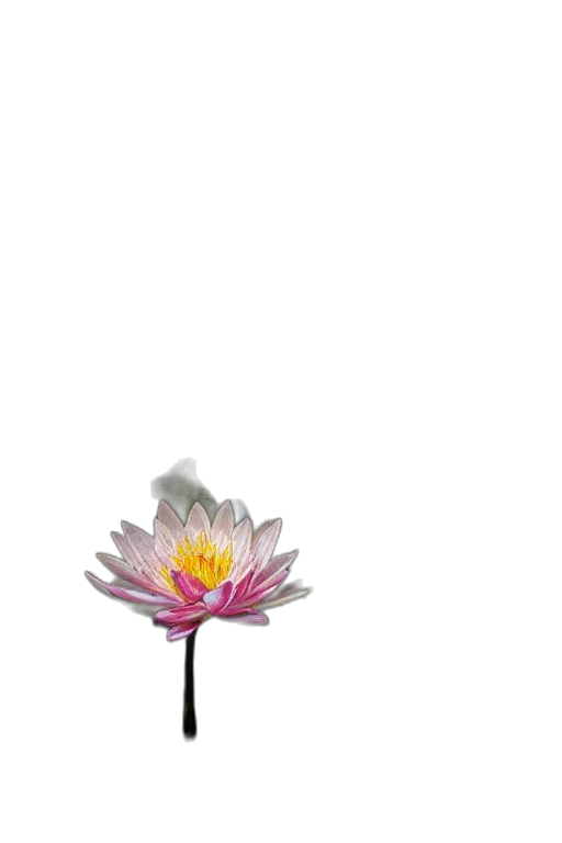 flower, crown, staff, jewelry transparent PNG cut-out