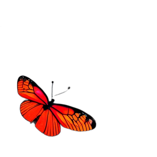 animal, flower, creature, crown transparent PNG cut-out