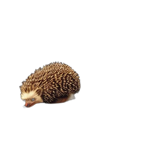 animal, creature, food, hair, 3d render, photorealistic, pixel art, vaporwave transparent PNG cut-out