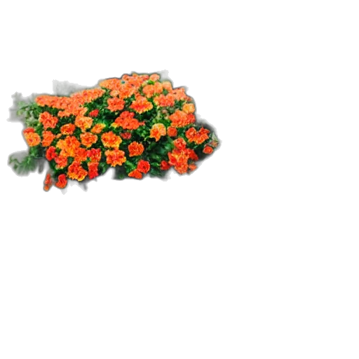 flower, crown, food, jewelry, 3d render, photorealistic, oil painting, pixel art transparent PNG cut-out