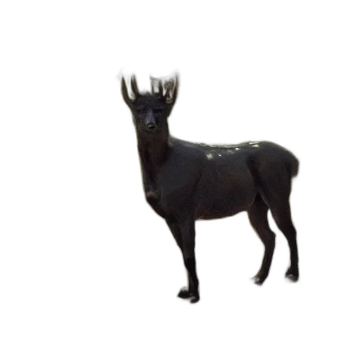 animal, creature, crown, staff transparent PNG cut-out