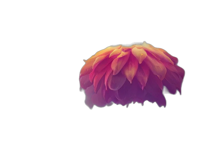 flower, crown, hair, hat, watercolor, photorealistic, 3d render, concept art transparent PNG cut-out