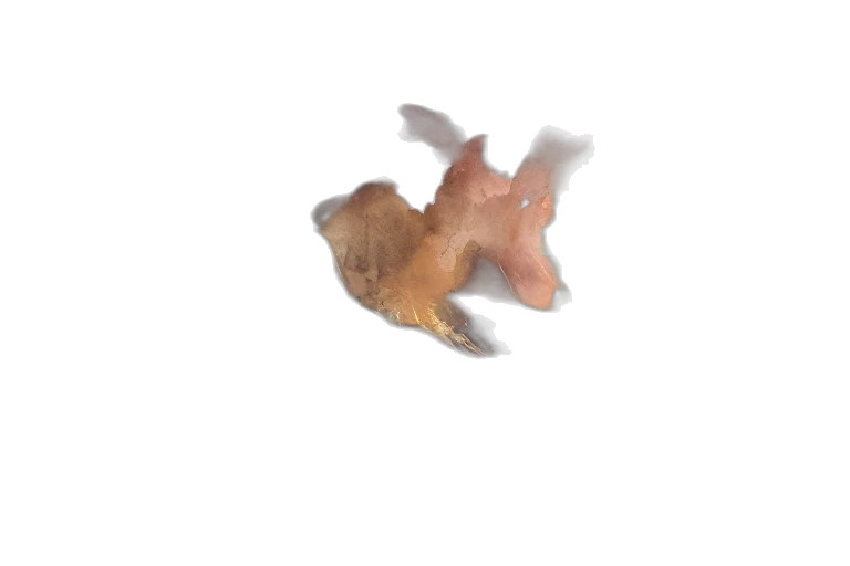 animal, creature, dragon, food transparent PNG cut-out