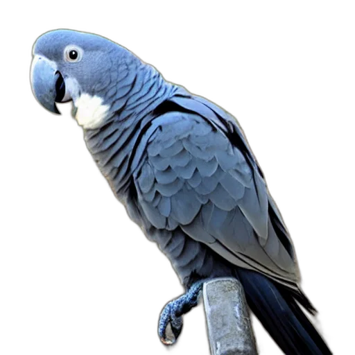 animal, jewelry, staff, creature transparent PNG cut-out