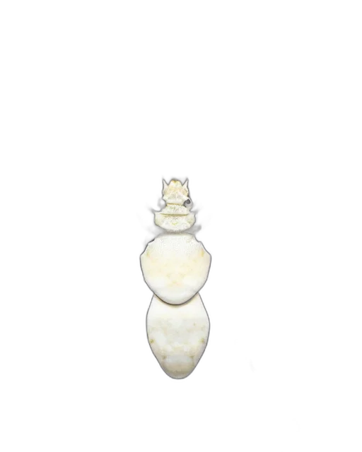 jewelry, dress, animal, bottle transparent PNG cut-out
