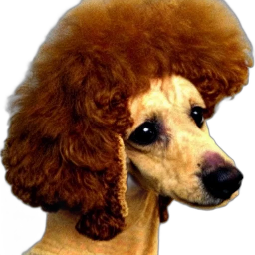 hair, hat, animal, crown, photorealistic, 3d render, concept art, bad transparent PNG cut-out
