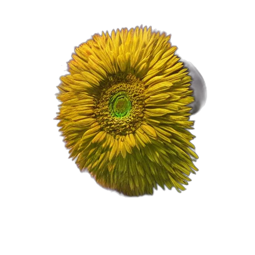 flower, crown, jewelry, food transparent PNG cut-out
