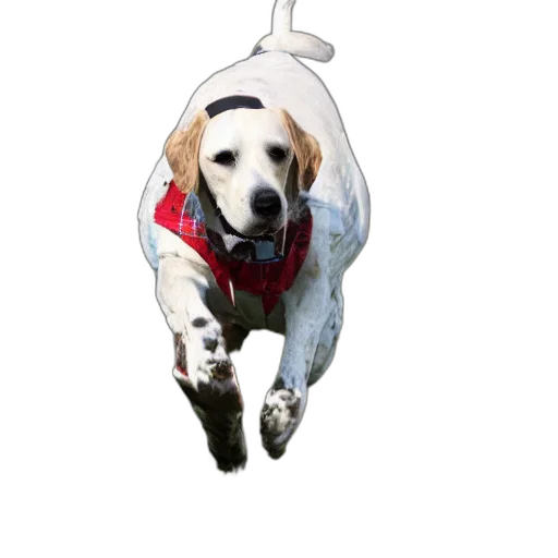 animal, creature, jacket, staff, photorealistic, concept art, 3d render, pixel art transparent PNG cut-out