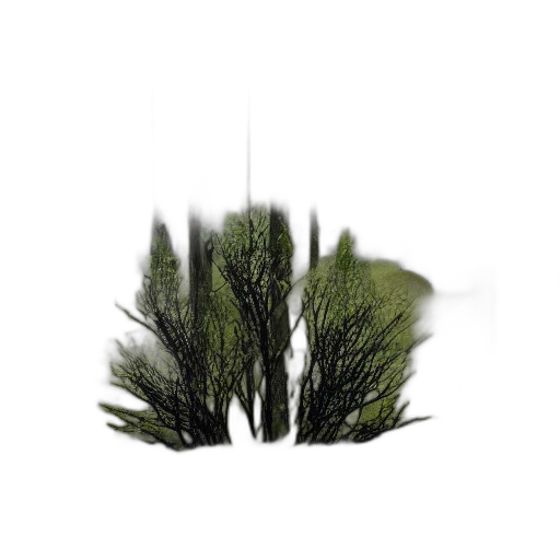 tree, hair, crown, hat transparent PNG cut-out