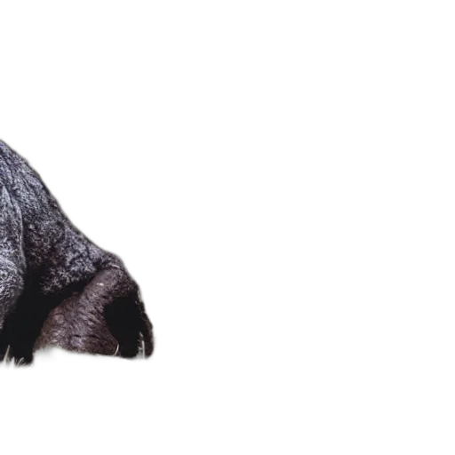 animal, creature, dragon, hair transparent PNG cut-out