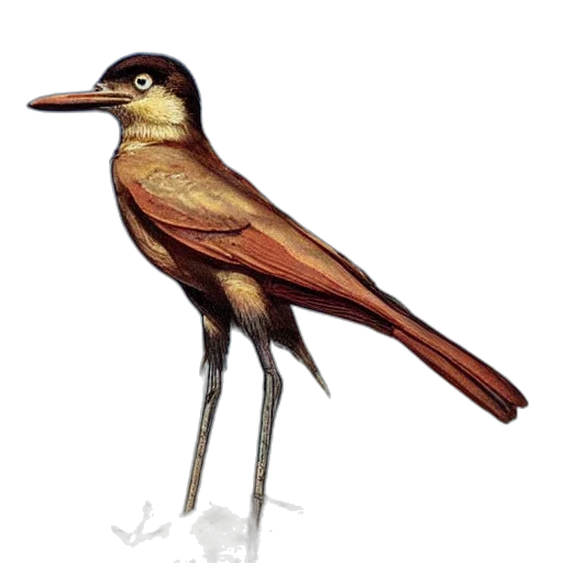 animal, staff, creature, concept art, watercolor, photorealistic, 3d render, ghedalia transparent PNG cut-out